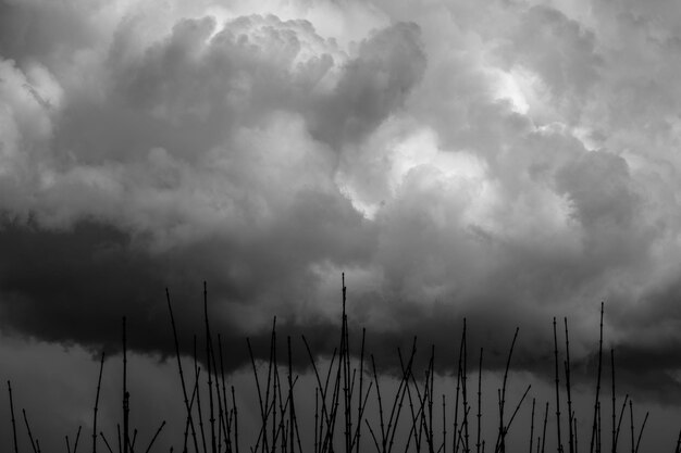 Niedrigwinkelansicht von Silhouettenpflanzen gegen den Himmel