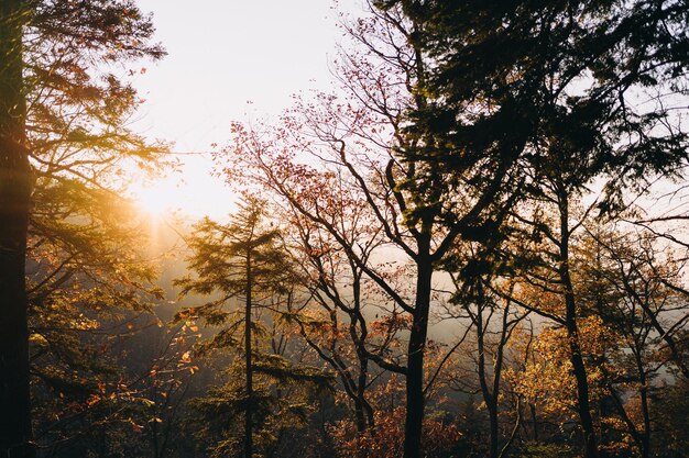 Foto niedrigwinkelansicht von sonnenlicht, das durch bäume im wald strömt