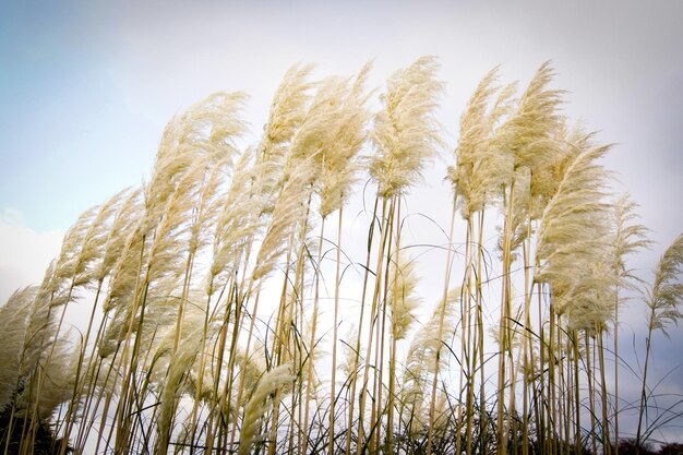 Foto niedrigwinkelansicht von stängeln auf dem feld vor klarem himmel