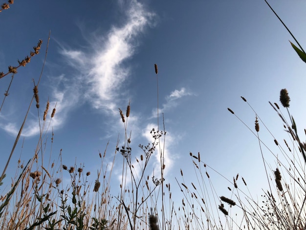 Niedrigwinkelansicht von Stängeln gegen den Himmel