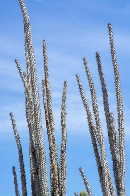 Foto niedrigwinkelansicht von stängeln vor blauem himmel