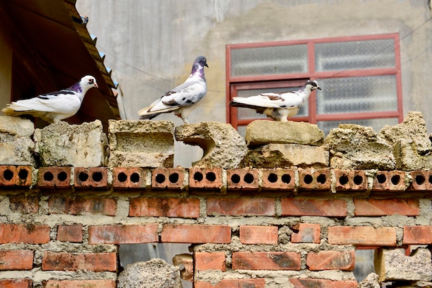 Niedrigwinkelansicht von Tauben, die an der Wand sitzen
