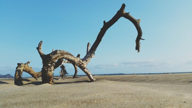 Foto niedrigwinkelansicht von treibholz am strand gegen den himmel an einem sonnigen tag