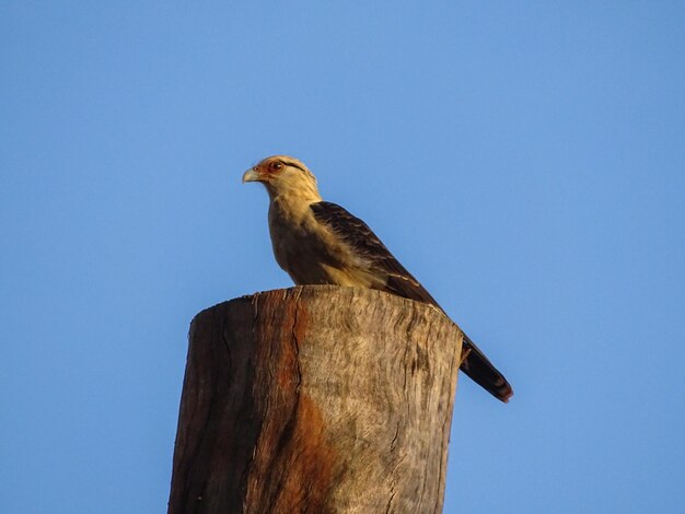 Niedrigwinkelansicht von Vögeln, die auf einem Holzpfosten gegen einen klaren Himmel sitzen