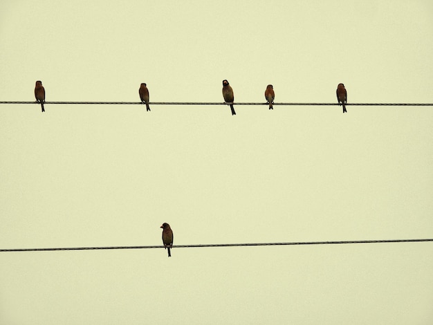 Foto niedrigwinkelansicht von vögeln, die auf einem kabel gegen einen klaren himmel sitzen