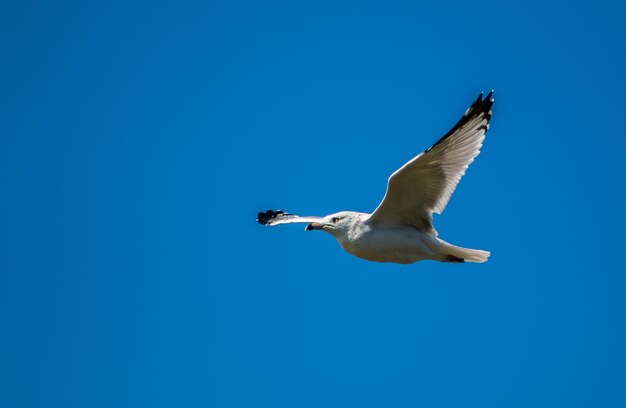 Niedrigwinkelansicht von Vögeln, die gegen den blauen Himmel fliegen.