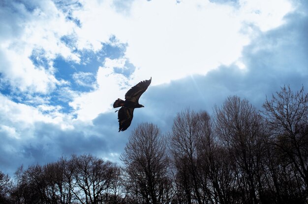 Foto niedrigwinkelansicht von vögeln, die gegen den himmel fliegen