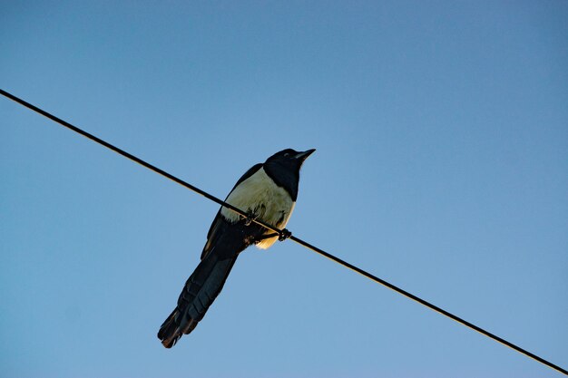 Foto niedrigwinkelansicht von vögeln, die gegen einen klaren himmel auf einem kabel sitzen