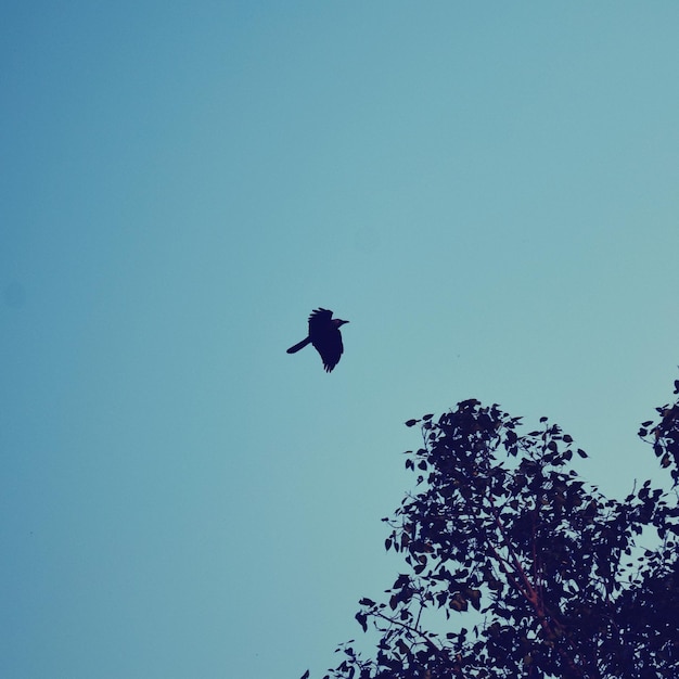 Foto niedrigwinkelansicht von vögeln, die im himmel fliegen