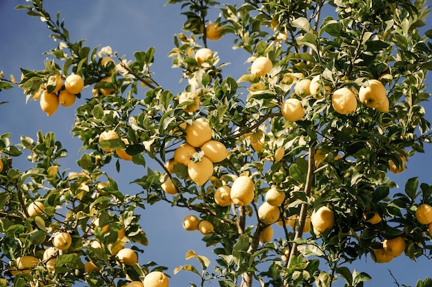 Niedrigwinkelansicht von Zitronen, die auf einem Baum gegen den Himmel wachsen