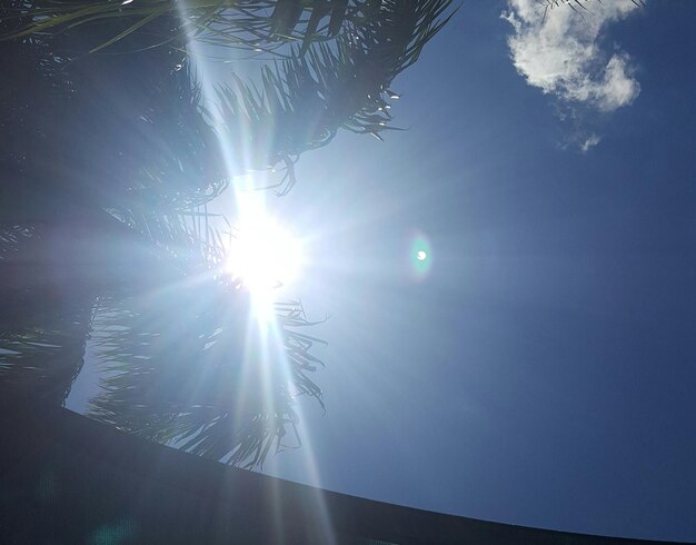 Foto niedrigwinklige sicht auf palmen gegen den hellen himmel