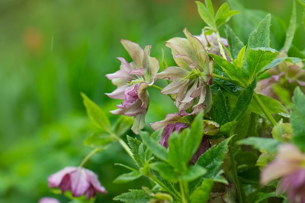 Nieswurz-Frühlingskönigin blüht im Garten Dunkelviolette Blüten und Knospen Die hybride Nieswurz blüht von Februar bis Mai