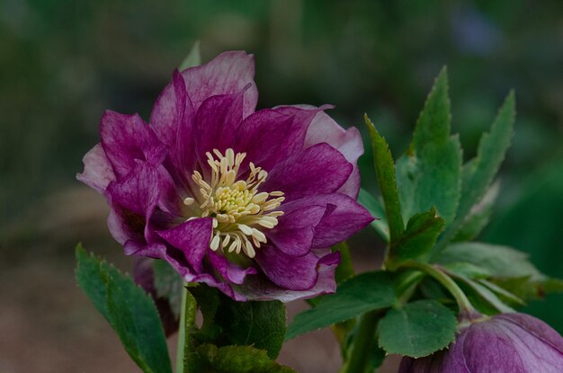 Nieswurz-Pflanzung im Garten im Halbschatten Christrose oder Fastenrose oder Schneerose blühtWie man Nieswurz anbaut
