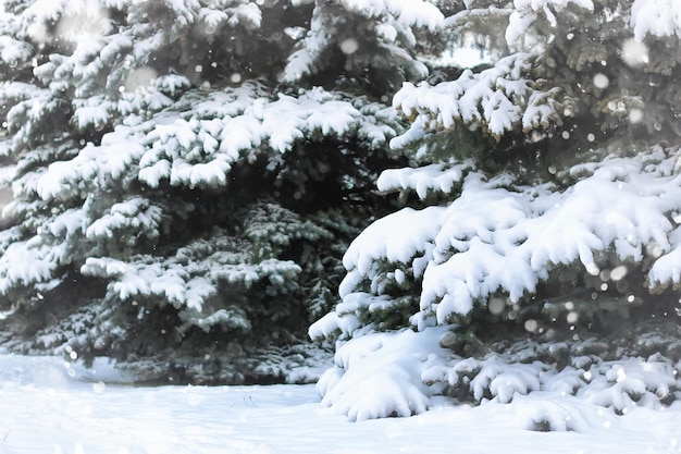 Nieve de abeto de invierno