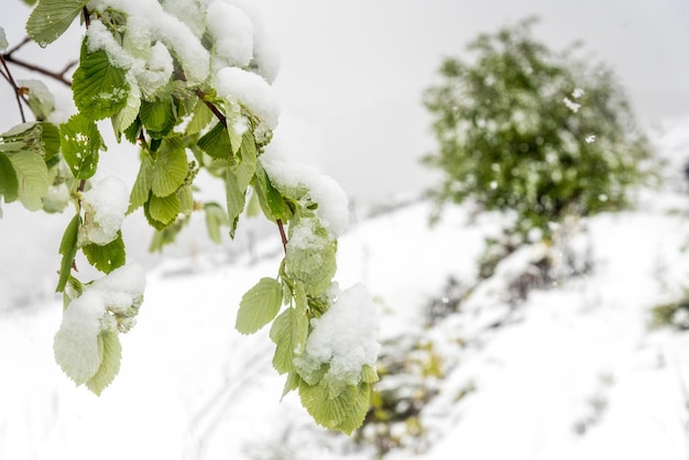 La nieve se adhiere a las hojas tiernas de un árbol en primavera.