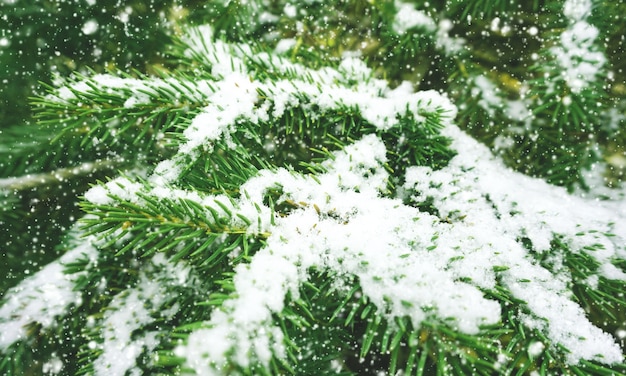 Nieve en el árbol, hermoso natural de fondo de invierno