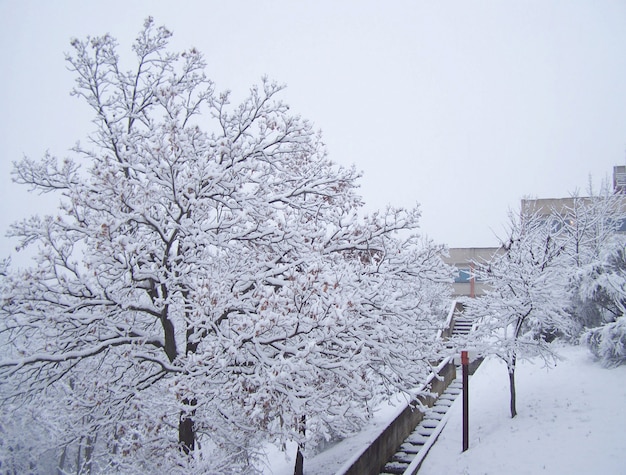 Nieve y árbol