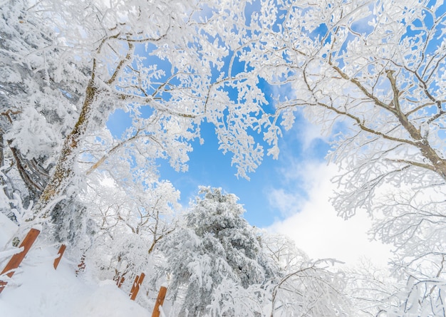 Nieve blanca del paisaje del invierno de la montaña en Corea.