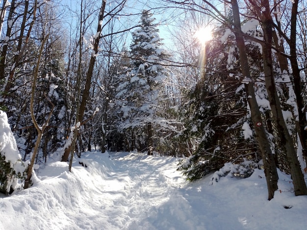 nieve en el bosque con el reflejo del sol entre los árboles