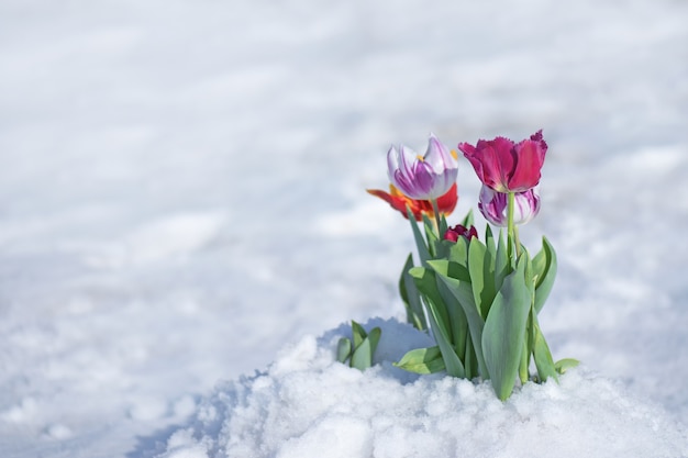 Nieve cayendo sobre flores de tulipán. Tulipanes de colores mezclados bajo la nieve primaveral en abril Clima anormal y nieve