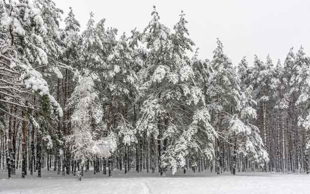 La nieve cayó al suelo y a los árboles. Clima frío de invierno