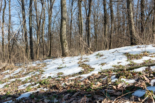 La nieve se derrite en el bosque en primavera