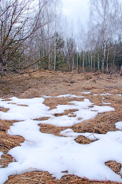 La nieve se derrite a principios de la primavera en el borde del bosque La nieve se derrite a principios de la primavera Las nieves se retiran