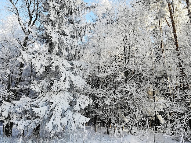 Nieve espesa en las ramas de arbustos y árboles del bosque. Día soleado en invierno.