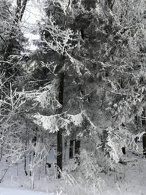 Nieve espesa en las ramas de arbustos y árboles del bosque. Día soleado en invierno.