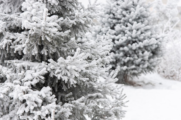 La nieve esponjosa se encuentra en un árbol de Navidad en el parque en invierno