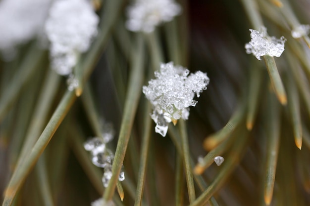 Nieve en el fondo abstracto de invierno de pino