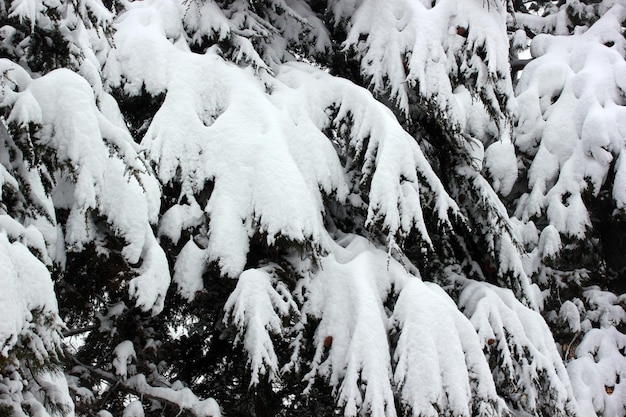 Nieve en el fondo abstracto de invierno de pino