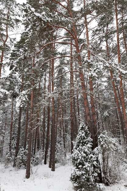 Nieve fotografiada en la temporada de invierno, que apareció después de una nevada. de cerca,