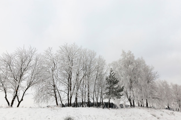 Nieve fotografiada en la temporada de invierno, que apareció después de una nevada