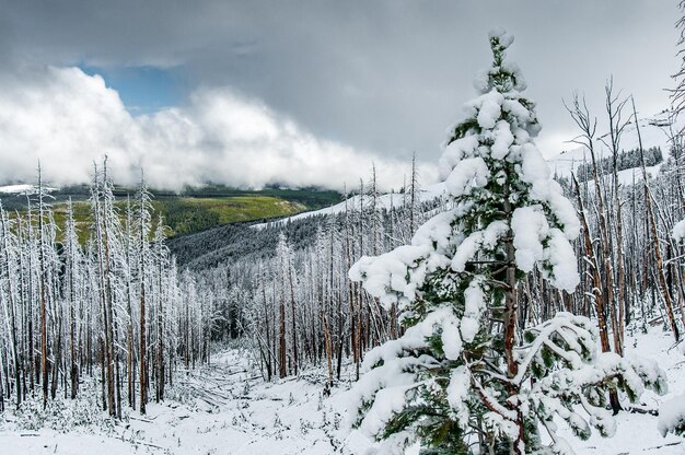 Nieve fresca en árboles muertos en Dunraven Pass en el Parque Nacional de Yellowstone.