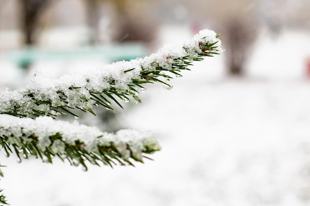 Nieve y gotas en una rama de pino