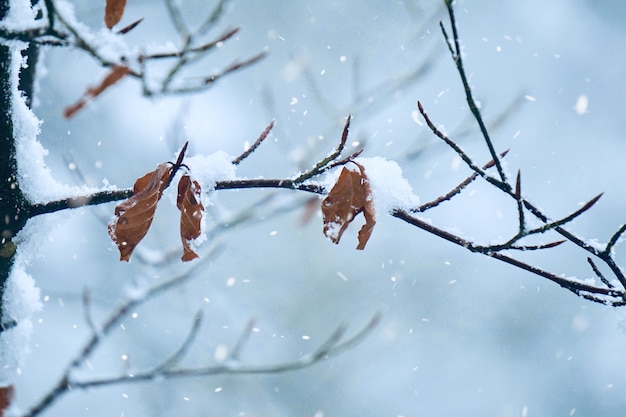 Nieve y hielo en las plantas en invierno, días blancos y fríos en temporada de invierno