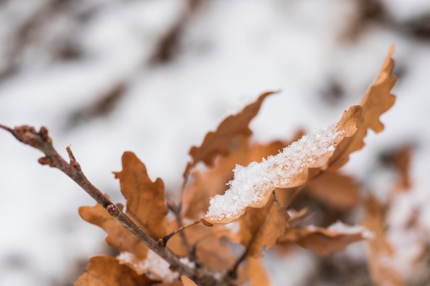 Nieve en las hojas de roble, macro de nieve de invierno, colores marrón y blanco