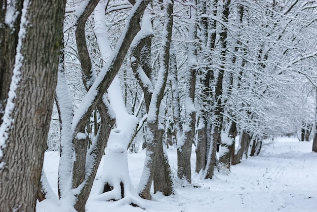 La nieve del invierno en el parque del árbol