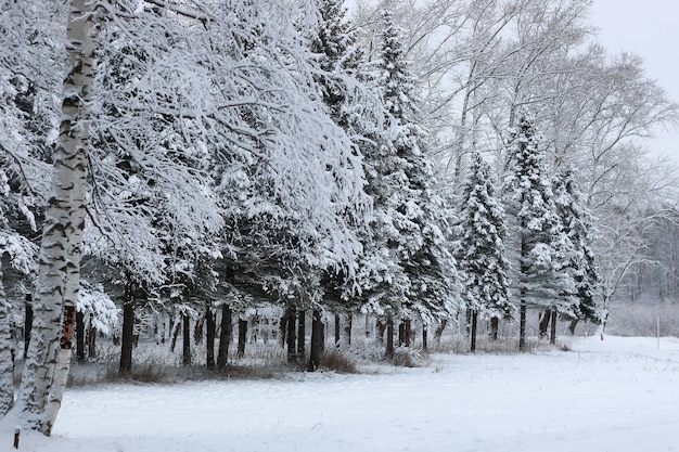 Nieve del invierno en la rama de un árbol de abeto