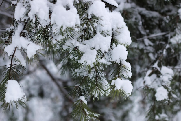 Nieve del invierno en la rama de un árbol de abeto