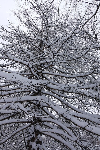 Nieve de invierno en una ramas.