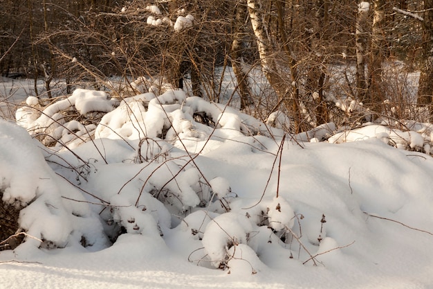 nieve en el invierno