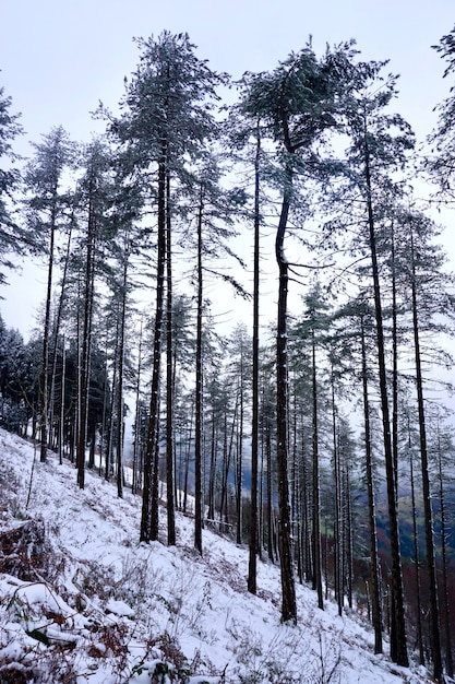 nieve en la montaña en invierno, días blancos y fríos