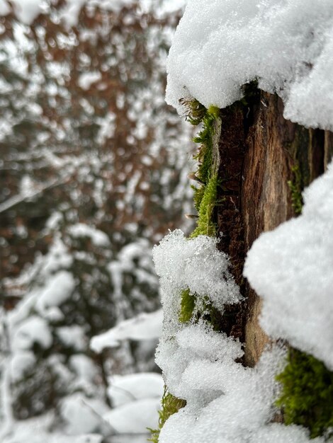 nieve, naturaleza