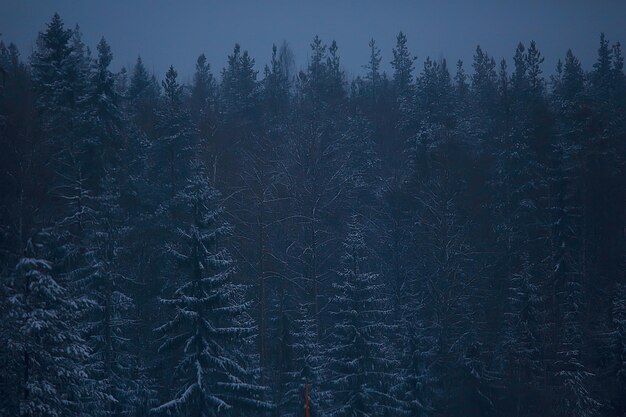 nieve y niebla en el paisaje de la carretera de invierno / vista del clima estacional una carretera peligrosa, un paisaje solitario de invierno