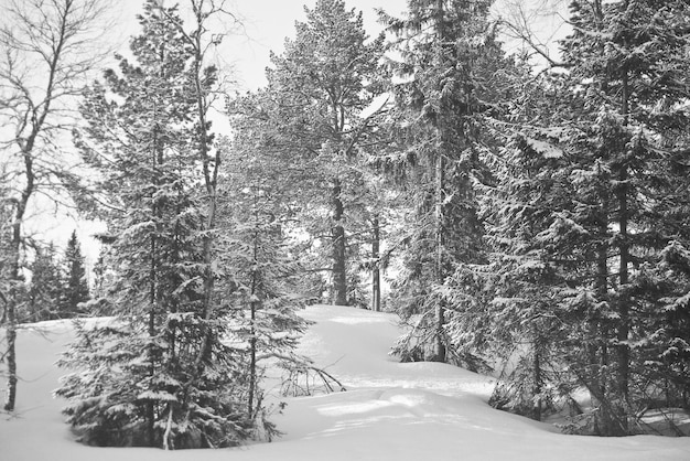 Nieve noruega bosque frío invierno