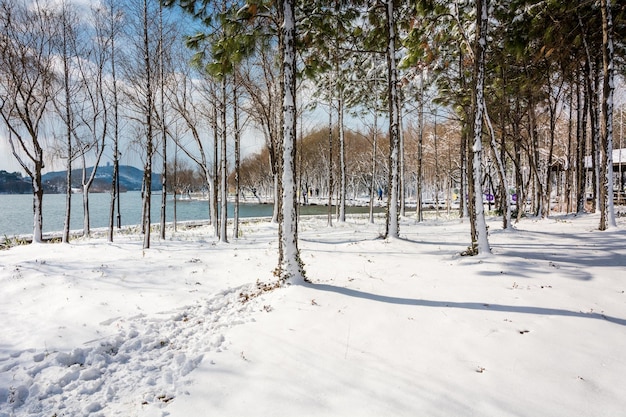 Nieve en el parque de humedales de la ciudad