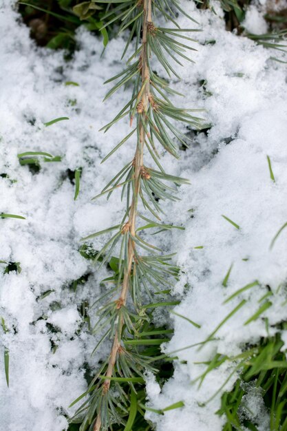 Nieve en un pequeño árbol verde en invierno