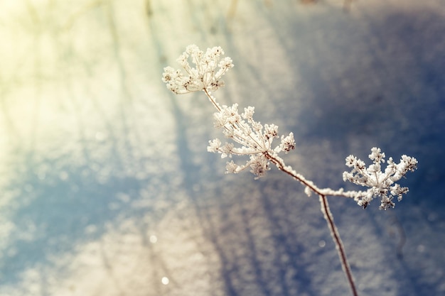 Nieve en las plantas en el bosque de invierno. Hermoso paisaje de invierno. Pequeña profundidad de nitidez. Filtro vintage